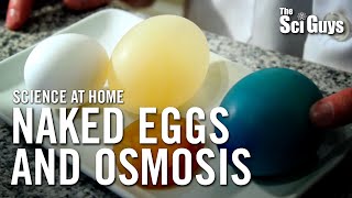 The Sci Guys Science at Home  SE1  EP14 The Naked Egg and Osmosis [upl. by Anayk]