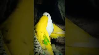 Budgies fighting  budgies fighting each other  lovebird cutebudgies budgies shorts [upl. by Girhiny]