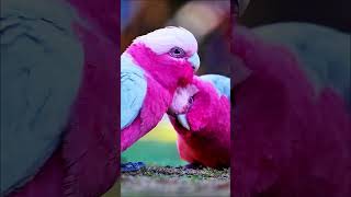 Galah parrots loving moment❤️ birds parrot pets animals viralshort short trendingshorts love [upl. by Shannah]