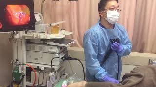 How to colonoscopy 2018Feb  Sapporo Japan [upl. by Ahselaf426]