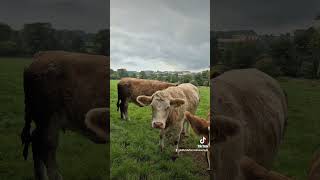 The boss out checking the incalf heifers cow farm farming cowmanager cattlefarming cattle [upl. by Hutson430]