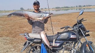 one of the biggest Wallago Attu fish catching fishing videos best Spinner [upl. by Armbruster]