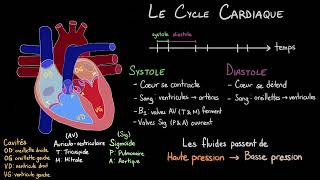 Le Cycle Cardiaque  Le Lub Dub dun Battement de Cœur [upl. by Narra]