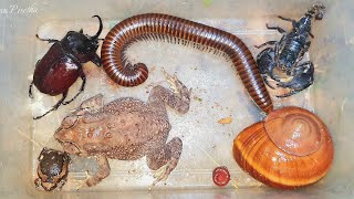 The Best Nightmare Discovery I Found One Giant Millipede Giant Bug Beetle Giant Snail and Toad [upl. by Ogir723]