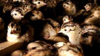 Pheasant Chicks Hatching 2023 [upl. by Kone]