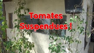 Tomates Suspendues [upl. by Maguire573]