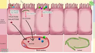 Digestion and Absorption of Carbohydrates  Proteins and Fats [upl. by Kamerman157]