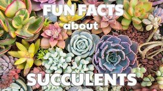 FUN FACTS ABOUT SUCCULENTS [upl. by Garneau]