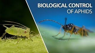 Biological control of aphids  Aphidius colemani [upl. by Iris847]