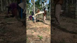 Arecanut farming in village arecanut harvesting Typical Boy007New techniques [upl. by Ladonna]