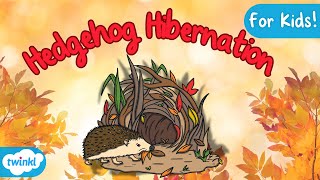 Hedgehog Hibernation Explained  Hibernation for Kids [upl. by Pampuch]