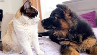 German Shepherd Puppy Meets Cat for the First Time [upl. by Friederike]