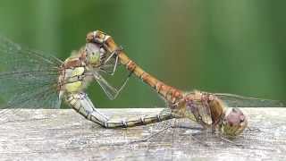 Dragonflies mating at Saltholme RSPB I [upl. by Eynaffit]