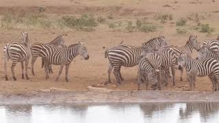 Zebras with Red billed Oxpecker Tsavo Kenya [upl. by Atwahs]