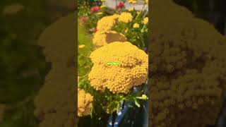 FERNLEAFYARROW flowers plants shortvideo [upl. by Lomax]