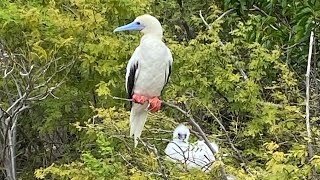 Johnston Atoll Redfooted Booby Colony [upl. by Gideon]