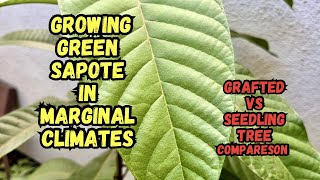 Growing Green Sapote  Seedling Vs Grafted Trees  Northern California [upl. by Bibeau280]