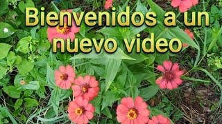 Un Nuevo Video De mis Plantas [upl. by Yrollam490]