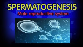 Spermatogenesis class 12  structure of sperm  Human reproduction  Embryology  physiology [upl. by Missy]