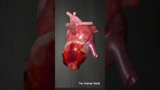 ⚡The Hearts Conduction System Powering Every Beat ⚡meded anatomy 3dmodel [upl. by Amsden]