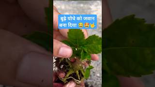 Experiment on dying plant successful ✌️🤟🫡shorts shortvideo ytshortsindiayoutubeshorts garden [upl. by Midian]