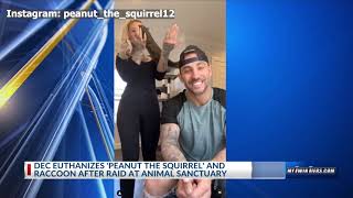 Social media star Peanut the squirrel euthanized by DEC [upl. by Odnuges]