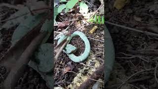 Philippine Pit Viper Trimeresurus flavomaculatus [upl. by Nosirrag]