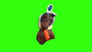 Puppy eating carrot meme green screen [upl. by Herod230]