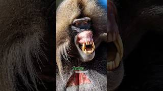 leapord Vs 50 Baboons 😱 unbelievable battle for survival 🤯 shortsfeed [upl. by Razaele20]