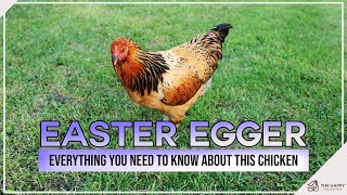 Easter Egger Everything You Need To Know About This Chicken [upl. by Maxia]