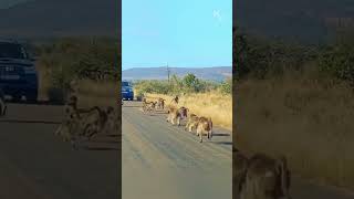 Baboons vs Leopard A Fierce Battle on the Roadside [upl. by Auos]