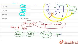 Micropyle occurs is [upl. by Llenwahs]