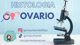 Histología para medicina Ovario [upl. by Ydnih]