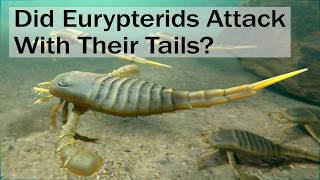 Did Eurypterids Attack With Their Tails [upl. by Avonasac120]