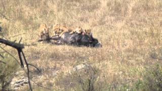 Six Lionesses Killing A Buffalo In The Serengeti not for sensitive viewers HD [upl. by Eelyab545]