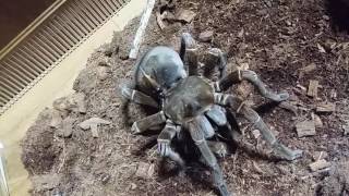 버건디 골리앗 버드이터  Theraphosa stirmi Rudloff amp Weinmann 2010  Feeding [upl. by Ardnik]