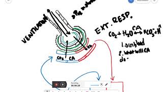 227 ExternalInternal Respiration Partial Pressure Carbonic Anhydrase Reaction [upl. by Tarton]