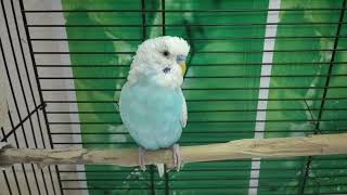 3 hours of parakeet sounds for lonely budgies [upl. by Arihsan]