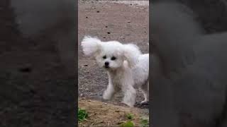 Cute Maltese Dog Barking Sound [upl. by Gisele]