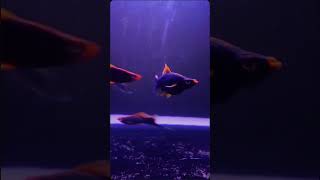 Video jj platy Hamburg ikan ikanplaty platyHamburg [upl. by Anayi]