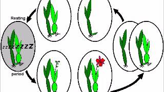 What Is Dormancy Explained [upl. by Ramirolg332]