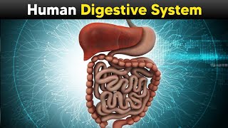 Human Digestive System  Explained with 3D Animations [upl. by Eneles]