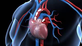 Structure of Human Heart  Class 10 [upl. by Nnoryt]