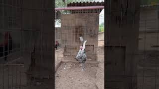 Hennie gamefowl rooster chicken birds gamefowl farm [upl. by Notsek]