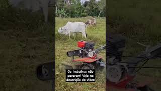 Tratorito 65cv Branco com Roçadeira RF500 Operando na alta jardelpesca brancomotores pecuaria [upl. by Anilram]