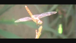 dragonfly hunting eating and smiling  close up [upl. by Nivloc]