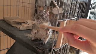 Brushing degu Joanna with the toothbrush [upl. by Parrott]