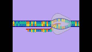 les étapes de lexpression de linformation génétique Transcription et Traduction [upl. by Freddi]