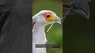 Bird that eats deadly snakes [upl. by Schlosser]