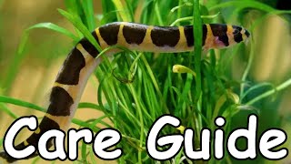 Kuhli Loach Care Guide [upl. by Nels]